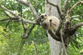 Indian langur -12 Royalty Free Stock Photo