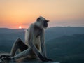 Indian Langur Monkeys Sitting at Sunset Royalty Free Stock Photo