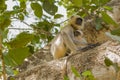Indian Langur and Nursing Baby in Tree Royalty Free Stock Photo