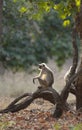 Indian langur sitting on Tree bark at Pench national Park,Madhya Pradesh