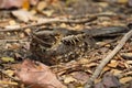 indian and large tailed nightjar