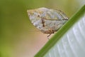 Indian Leaf Butterfly