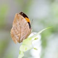 Indian Leaf Butterfly exactly same like a dried leaf