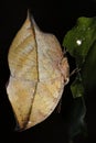 Indian leaf butterfly (Kallima paralekta) underside Royalty Free Stock Photo