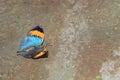 Upperside of indian leafwing Royalty Free Stock Photo