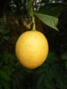 A Indian Lemon natural fruit