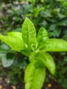 The indian lemon plant leaf in rainy seseon