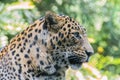 Indian leopard Portrait with closeuo of Face, Eye, Ear and whiskers Royalty Free Stock Photo