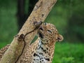 Indian leopard male sniffs the trunk of an acacia tree