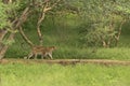 An Indian Leopard mother and her cub walking in unison inside an Indian Jungle