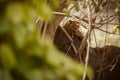 Indian leopard in the nature habitat. Leopard resting. Royalty Free Stock Photo