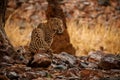 Indian leopard in the nature habitat. Leopard resting.