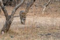 Indian leopard or panther or panthera pardus fusca on an evening stroll or walking in forest of jhalana forest reserve Royalty Free Stock Photo