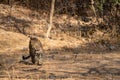 Indian leopard or panther or panthera pardus fusca with eye contact at jhalana forest or leopard reserve, jaipur, india