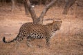 Indian leopard or panther or panthera pardus fusca with eye contact at jhalana forest or leopard reserve, jaipur, india