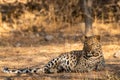 Indian leopard or panther or panthera pardus fusca with eye contact at jhalana forest or leopard reserve, jaipur, india