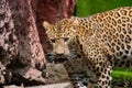 Indian Leopard Panthera pardus closeup shot looking straight