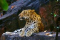 Indian Leopard, Panthera pardus fusca, Ranthambhore Tiger Reserve, Rajasthan Royalty Free Stock Photo