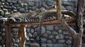Indian Leopard (Panthera pardus fusca) in a zoo : (pix Sanjiv Shukla)