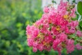 Indian lilac blooms in Ueno park in the summer