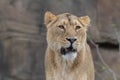 Indian Lion. Asiatic Female Lioness Royalty Free Stock Photo