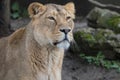 Indian Lion. Asiatic Female Lioness Royalty Free Stock Photo