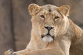 Indian Lion. Asiatic Female Lioness Royalty Free Stock Photo