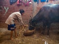 an indian little village girl giving dry grass nutrition food to the buffalo at stable house in India January 2020