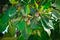 indian local fruit badam,badam tree and raw green fruit , Indian almond, Olive bark tree, Sea almond, Tropical Almond, Umbrella