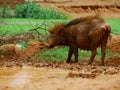 Indian local pig presented on gutter mud liquid field