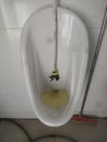 Indian local toilet