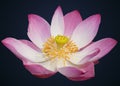 Indian lotus