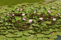 Indian lotus field