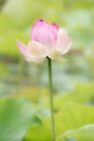 Indian Lotus Nelumbo nucifera Royalty Free Stock Photo