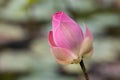 Indian lotus, Nelumbo nucifera Royalty Free Stock Photo