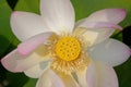 Indian Lotus, Nelumbo nucifera, flower extreme close-up