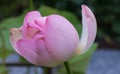 Indian Lotus, Nelumbo nucifera, flower flower with bee