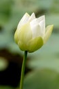 Indian Lotus Nelumbo nucifera Royalty Free Stock Photo