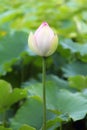Indian lotus (Nelumbo nucifera) Royalty Free Stock Photo