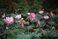 Indian Lotus, Nelumbonaceae Royalty Free Stock Photo