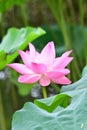 Indian Lotus, Sacred Lotus, Bean of India