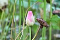 Indian Lotus, Sacred Lotus, Bean of India