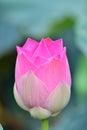 Indian Lotus, Sacred Lotus, Bean of India