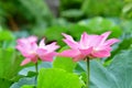 Indian Lotus, Sacred Lotus, Bean of India