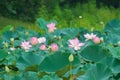 Indian lotus sacred lotus flowers Royalty Free Stock Photo