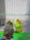 Indian love birds in cage Royalty Free Stock Photo