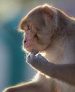 Indian Macaque monkey posing with backlit and great facial detail