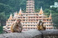 Indian Macaque monkeys Royalty Free Stock Photo