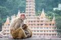 Indian Macaque monkeys Royalty Free Stock Photo