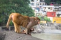 Indian Macaque monkeys Royalty Free Stock Photo